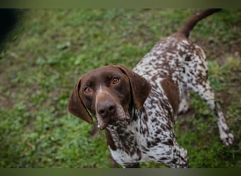 VASKO - der kräftige, freundliche Rüde freut sich auf ein tolles, hundeerfahrenes Zuhause!