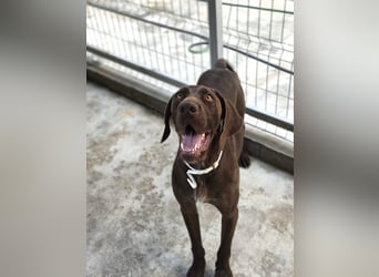 Spike - verspielter, freundlicher Deutsch Kurzhaar Rüde / z.Zt. noch in Rumänien