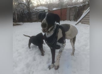 BELLA - intelligentes Mädchen wartet auf ihre Menschen