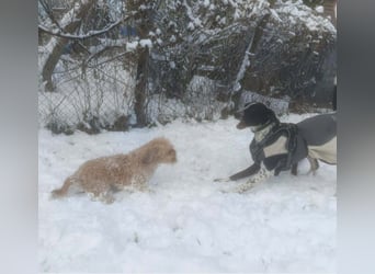 BELLA - intelligentes Mädchen wartet auf ihre Menschen