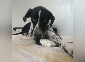 BELLA - intelligentes Mädchen wartet auf ihre Menschen