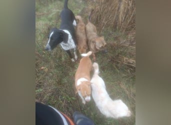 BELLA - intelligentes Mädchen wartet auf ihre Menschen