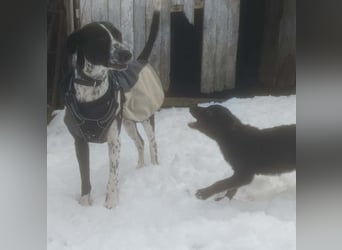 BELLA - intelligentes Mädchen wartet auf ihre Menschen