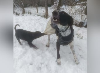 BELLA - intelligentes Mädchen wartet auf ihre Menschen