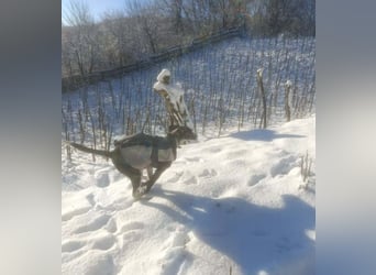 BELLA - intelligentes Mädchen wartet auf ihre Menschen