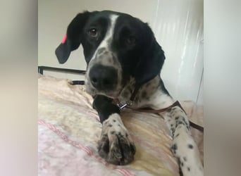 BELLA - intelligentes Mädchen wartet auf ihre Menschen