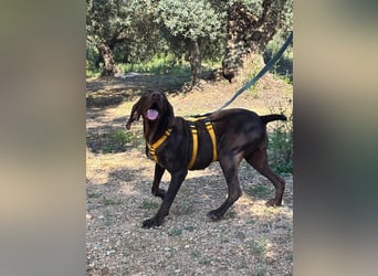 naturverbundene freundliche agile FLORA