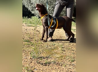 naturverbundene freundliche agile FLORA