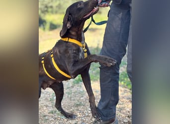 naturverbundene freundliche agile FLORA