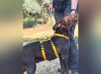 naturverbundene freundliche agile FLORA