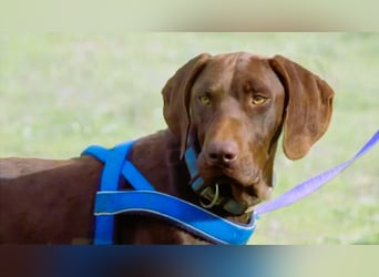 Ranger – ein Prachtkerl