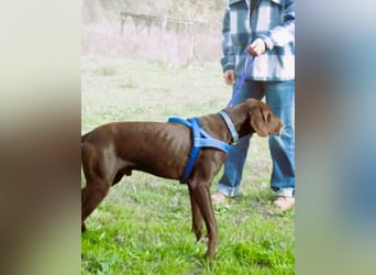 Ranger – ein Prachtkerl