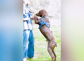 Ranger – ein Prachtkerl