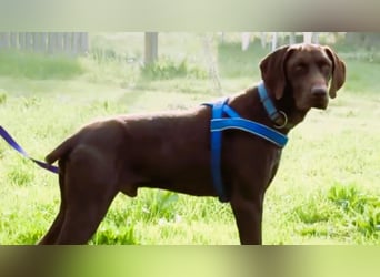 Ranger – ein Prachtkerl