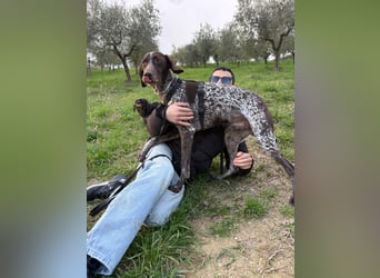 Max - gute Laune auf vier Pfoten sucht seine sportlichen Menschen für gemeinsame Abenteuer