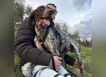 Max - gute Laune auf vier Pfoten sucht seine sportlichen Menschen für gemeinsame Abenteuer