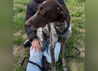 Max - gute Laune auf vier Pfoten sucht seine sportlichen Menschen für gemeinsame Abenteuer