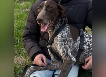 Max - gute Laune auf vier Pfoten sucht seine sportlichen Menschen für gemeinsame Abenteuer