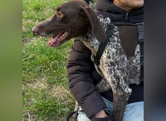 Max - gute Laune auf vier Pfoten sucht seine sportlichen Menschen für gemeinsame Abenteuer