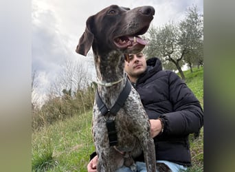 Max - gute Laune auf vier Pfoten sucht seine sportlichen Menschen für gemeinsame Abenteuer