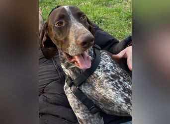 Max - gute Laune auf vier Pfoten sucht seine sportlichen Menschen für gemeinsame Abenteuer