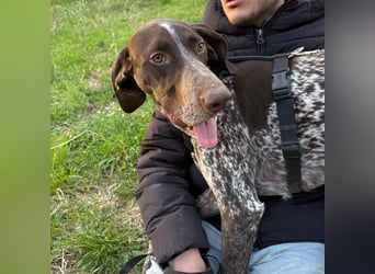 Max - gute Laune auf vier Pfoten sucht seine sportlichen Menschen für gemeinsame Abenteuer