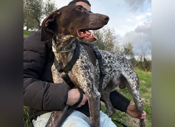 Max - gute Laune auf vier Pfoten sucht seine sportlichen Menschen für gemeinsame Abenteuer