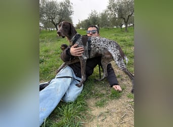 Max - gute Laune auf vier Pfoten sucht seine sportlichen Menschen für gemeinsame Abenteuer