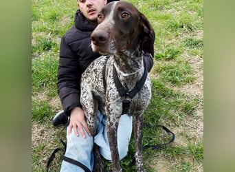 Max - gute Laune auf vier Pfoten sucht seine sportlichen Menschen für gemeinsame Abenteuer