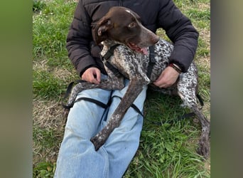 Max - gute Laune auf vier Pfoten sucht seine sportlichen Menschen für gemeinsame Abenteuer