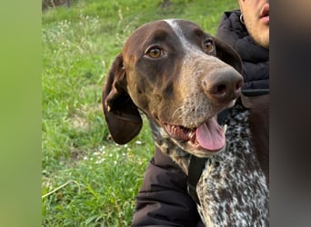 Max - gute Laune auf vier Pfoten sucht seine sportlichen Menschen für gemeinsame Abenteuer