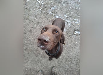 TWIX ca. 2, 5  J. verspielter, aktiver deut. Kurzhaar-Rüde