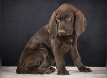 Winston - fröhlicher Bursche