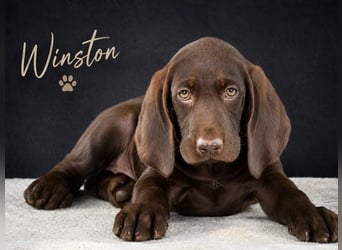 Winston - fröhlicher Bursche