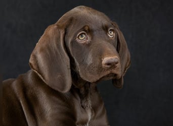 Winston - fröhlicher Bursche