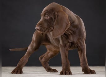 Winston - fröhlicher Bursche
