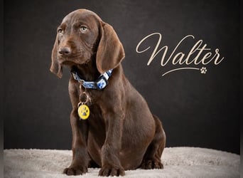 Walter - sanfter Junge