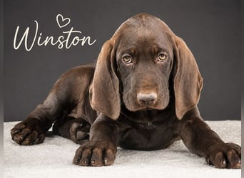 Winston - fröhlicher Bursche