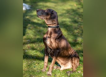 Birko - verschmuster Hundesenior sucht sein letztes Glück - Tierhilfe Franken e.V.