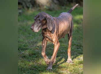 Birko - verschmuster Hundesenior sucht sein letztes Glück - Tierhilfe Franken e.V.