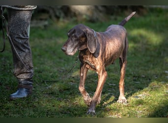 Birko - verschmuster Hundesenior sucht sein letztes Glück - Tierhilfe Franken e.V.