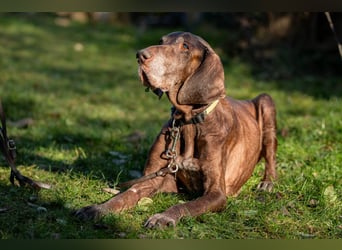 Birko - verschmuster Hundesenior sucht sein letztes Glück - Tierhilfe Franken e.V.