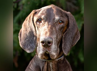 Birko - verschmuster Hundesenior sucht sein letztes Glück - Tierhilfe Franken e.V.
