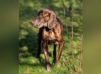 Birko - verschmuster Hundesenior sucht sein letztes Glück - Tierhilfe Franken e.V.