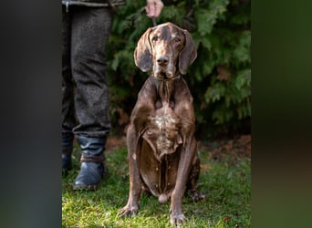 Birko - verschmuster Hundesenior sucht sein letztes Glück - Tierhilfe Franken e.V.