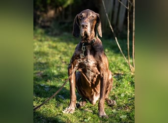 Birko - verschmuster Hundesenior sucht sein letztes Glück - Tierhilfe Franken e.V.