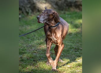 Birko - verschmuster Hundesenior sucht sein letztes Glück - Tierhilfe Franken e.V.