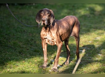 Birko - verschmuster Hundesenior sucht sein letztes Glück - Tierhilfe Franken e.V.