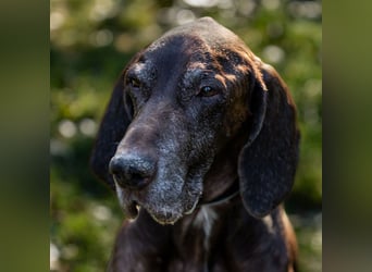 Birko - verschmuster Hundesenior sucht sein letztes Glück - Tierhilfe Franken e.V.