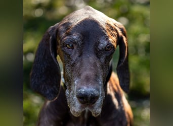 Birko - verschmuster Hundesenior sucht sein letztes Glück - Tierhilfe Franken e.V.
